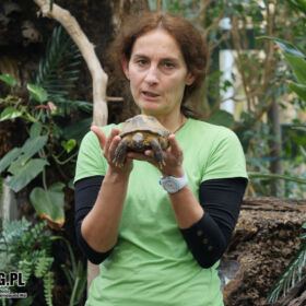 Agata Borucka z Warszawskiego Ogrodu Zoologicznego przybliża strategie życiowe, które wykształciły zwierzęta, aby wydać na świat i wychować potomstwo